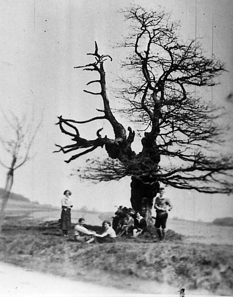 Dinglinde 1925, vom Blitzschlag schwer gezeichnet, Fotoarchiv: Lilo Schmitt